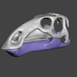 tethyshadros insularis skull ranza 1.png Fichier STL Crâne d'un dinosaure hadrosaur・Objet imprimable en 3D à télécharger, Lucas_Kranz