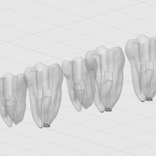 Endodontic Training Teeth – Complete STL Collection