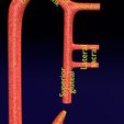 PS0069.jpg Human arterial system schematic 3D