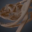 Snake_Head_3Demon-17.jpg Gaboon Viper Snake Skull