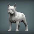 boston-terrier1.jpg boston terrier 3D print model