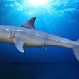 Shark1.0.jpg STL file Great white shark・3D printable model to download