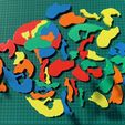 IMG_5173.jpg Free 3D file Brain Anatomy Puzzle・Model to download and 3D print