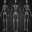 Female-Human-Skeleton-3D-Model-sculpted-by-Yacine-BRINIS-006.jpg Highly Detailed Human Skeleton (Female)