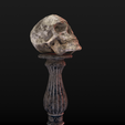 Skull-table2_Diffuse0045.png Human Skull Low Poly