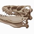 04.jpg Albertosaurus 3D skull