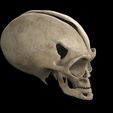 untitled.39.jpg Alien skull