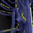 PSfinal0026.jpg Human venous system schematic 3D