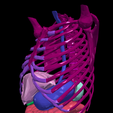 6.png 3D Model of Gastrointestinal Tract with Bones