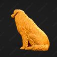 532-Australian_Shepherd_Dog_Pose_04.jpg Australian Shepherd Dog 3D Print Model Pose 04