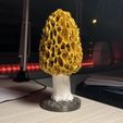 morrel_003.jpg Morel mushroom (lamp option)