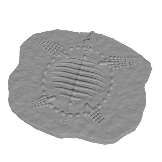 Archelon Giant Sea Turtle Fossil Plaque - Relief Slab
