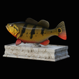 Peacock-Bass-statue-box-1-2-9.png fish Peacock bass (Cichla ocellaris) fish in motion base box for 3D printing