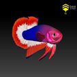 BettaV2_5.jpg Betta Fish 2 - Ready for 3D print