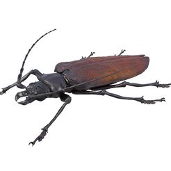 testrender1.jpg Titan beetle