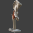 6.png 3D Hip Joint Anatomy Model