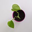 IMG_20200508_121118.jpg PLANTER 01