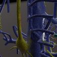 PSfinal0034.jpg Human venous system schematic 3D