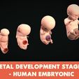 fetal-development-stages-human-embryonic-3d-model-obj.jpg Fetal Development Stages - Human Embryonic