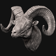 Main.png Big Horn Sheep