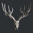 P314.jpg skull deer