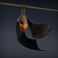Flying_fox_6.jpg Renard volant - Chauve-souris frugivore