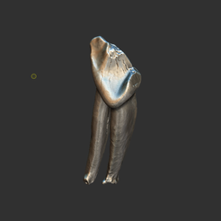 1.png Fichier OBJ Modèle de dent fossile de mammifère ancien・Idée pour impression 3D à télécharger
