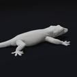 13.png Gargoyle Gecko Pet Reptile