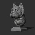 19.jpg West Highland White Terrier bust
