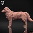 Bernese-Mountain-Dog-Pose-02-Dog-3D-Print-8s.jpeg Bernese Mountain Dog 3D Print Model Pose 02