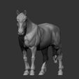 Percheron9.jpg Caballo percherón Modelo de impresión 3D