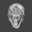 4.png Chimpansee Skull - Pan troglodytes verus
