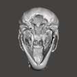 4.png Cranio di scimpanzé - Pan troglodytes verus