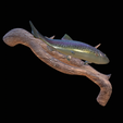 pstruh-13.png rainbow trout underwater statue on the wall detailed texture for 3d printing