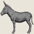Donkey-04.jpg Donkey