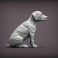 puppy-rhodesian-ridgeback-sitting6.jpg Puppy rhodesian ridgeback sitting 3D print model