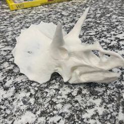 Triceratops Skull in Colorado, USA