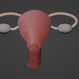 10.png.fdec64b8c949436abf7b4a00fb363d00.png 3D Model of Female Reproductive System v2
