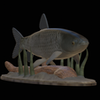 Grass-carp-1-9.png fish grass carp / Ctenopharyngodon idella / amur bílý statue detailed texture for 3d printing