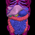 9.png 3D Model of Gastrointestinal Tract with Bones