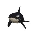 GG0069.jpg ORCA Killer Whale Dolphin FISH sea CREATURE 3D ANIMATED RIGGED MODEL