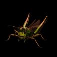 15404.jpg DOWNLOAD Grasshopper 3D MODEL - ANIMATED - INSECT Raptor Linheraptor MICRO BEE FLYING - POKÉMON - DRAGON - Grasshopper - OBJ - FBX - 3D PRINTING - 3D PROJECT - GAME READY-3DSMAX-C4D-MAYA-BLENDER-UNITY-UNREAL - DINOSAUR -
