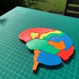 IMG_5172.jpg Free 3D file Brain Anatomy Puzzle・Model to download and 3D print
