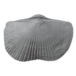 G031a.jpg STL file Ordovician brachiopod 5・Template to download and 3D print