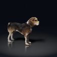 Beagles_03.jpg Beagle - STL & VRML COLOR FORMAT !- HUSH PUPPY - DOG BREED - SITTING POSE - 3D PRINT MODEL