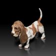 HushPuppy03.jpg Basset Hound - Hush Puppy - Dog Breed - 3d print model