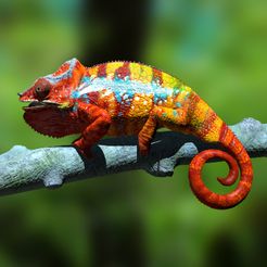 Furcifer-Pardalis-Chamaeleon_Base_Szene0002.jpg Furcifer pardalis ambanja panther chameleon - on AST - High 3D Print File Full Size Texture Any Scale! High polygon