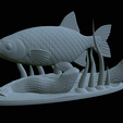 Perlin-14.png fish common rudd statue detailed texture for 3d printing