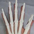 Hand-bones-1.jpg HAND BONES FOR ANATOMY STUDY
