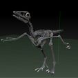 Archaeopteryx-2.jpg archaeopteryx SKELETON - FULL 3D archaeopteryx DINOSAUR BONES